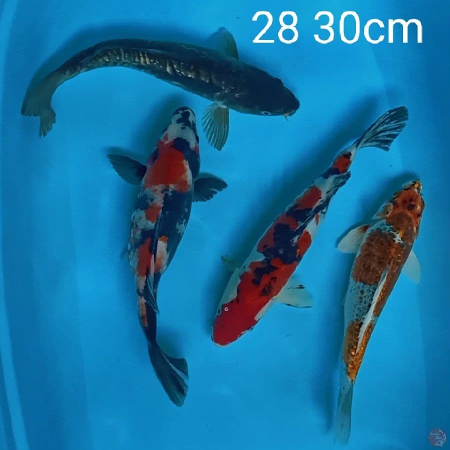 mix 28 30cm