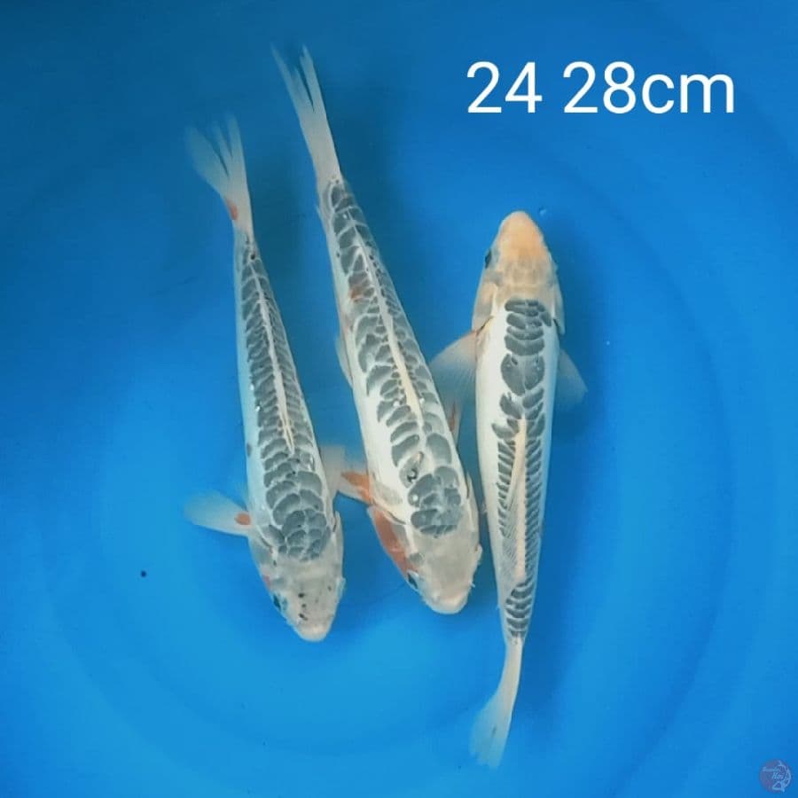 shusui asagi 24 28cm