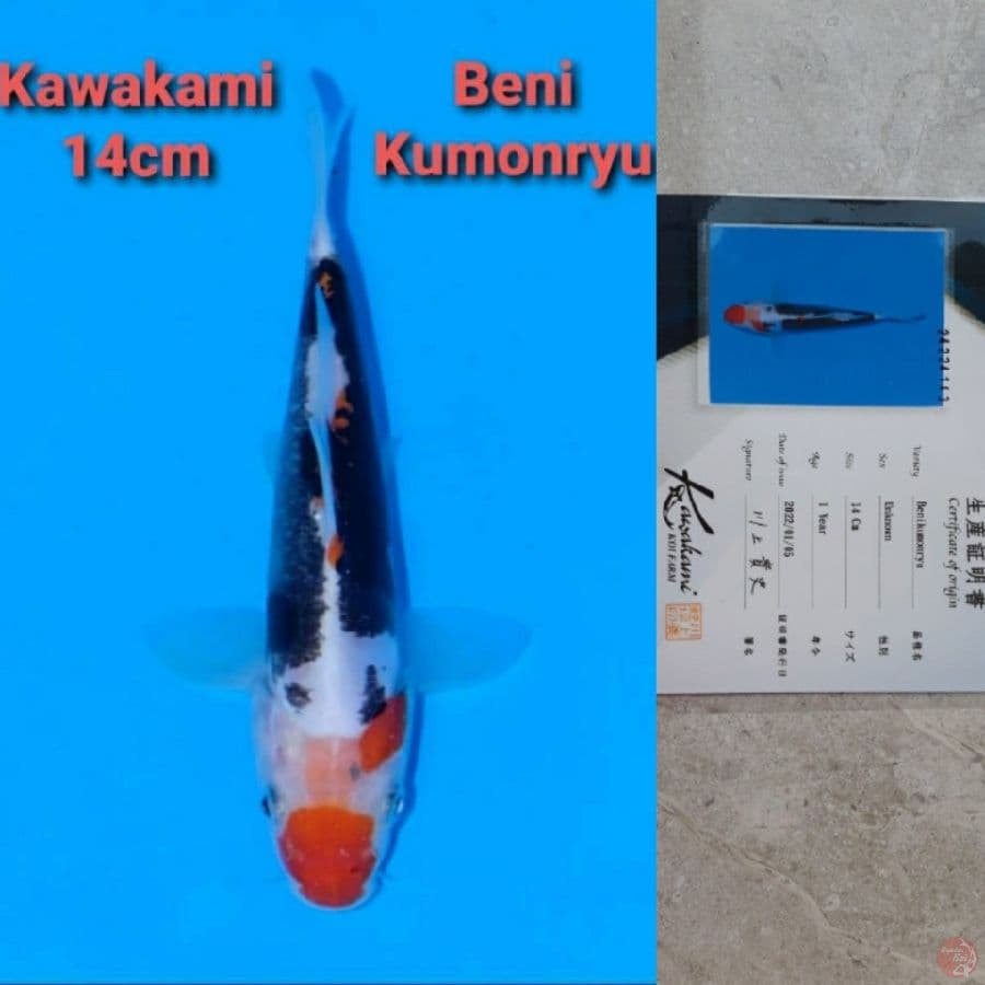 KAWAKAMI BENI KUMONRYU