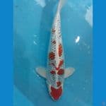 Kujaku Ginrin, 36cm, Jantan