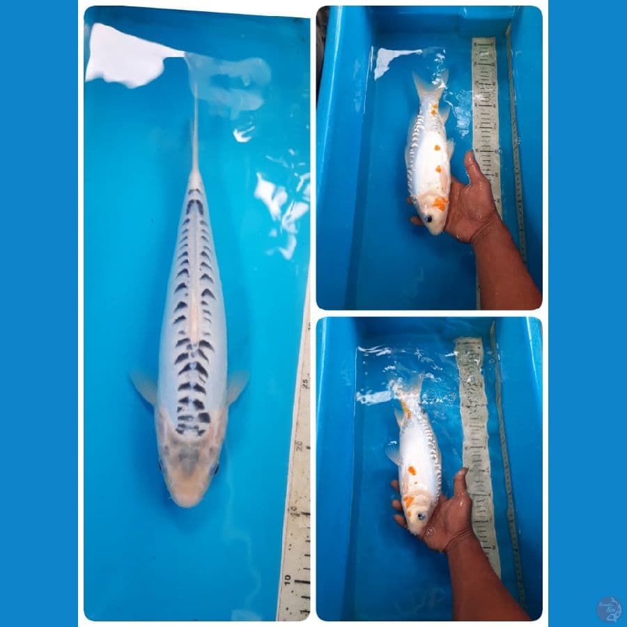 shusui 32cm 