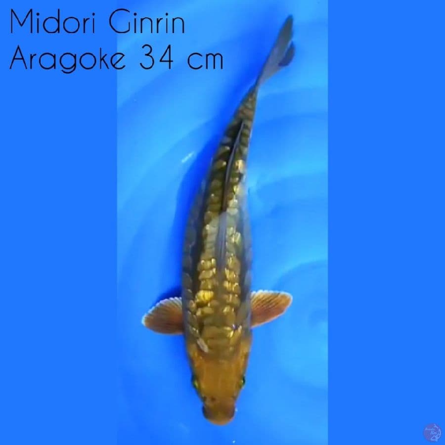 Midori Aragoke Ginrin 34 cm