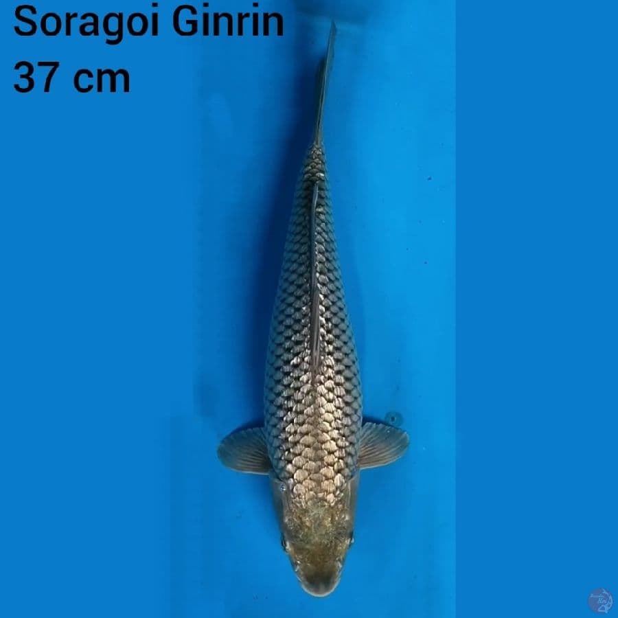 Soragoi Ginrin 37 cm