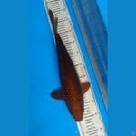 Chagoi Tembaga Jumbo 43 Cm