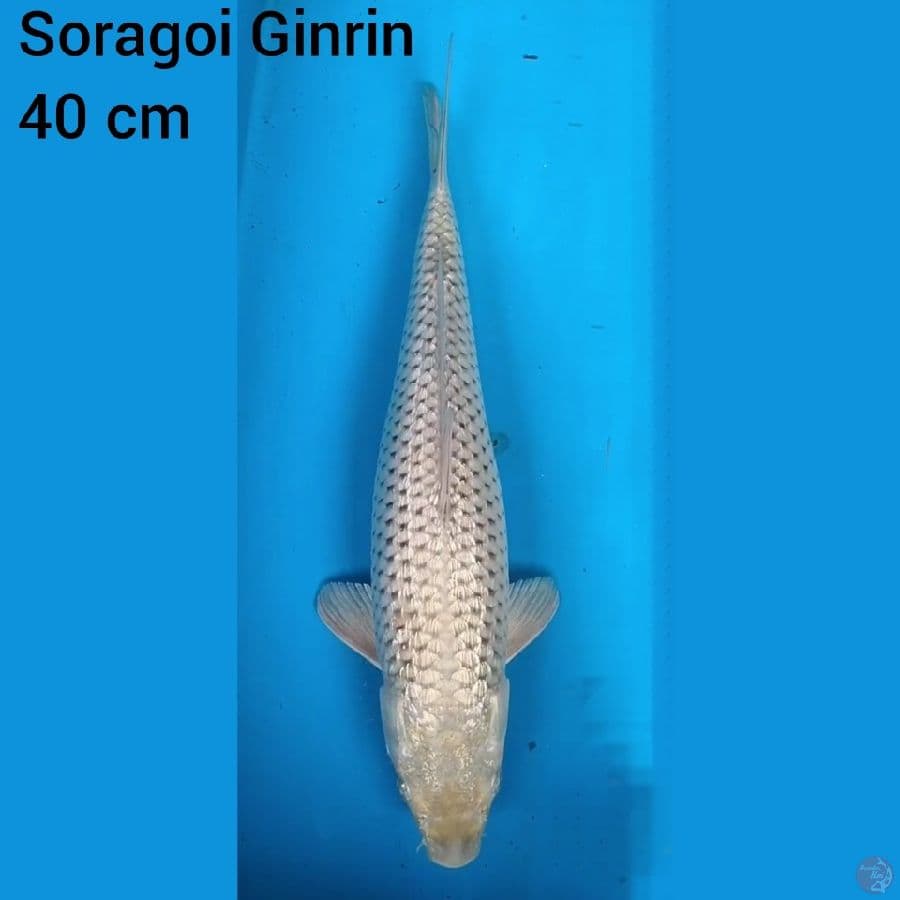 Soragoi Ginrin 40 cm
