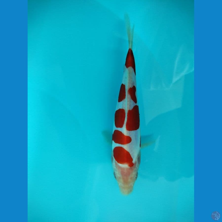 Kohaku Doit murni