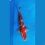 Kohaku Strong