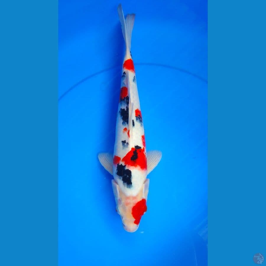 sanke male 35cm