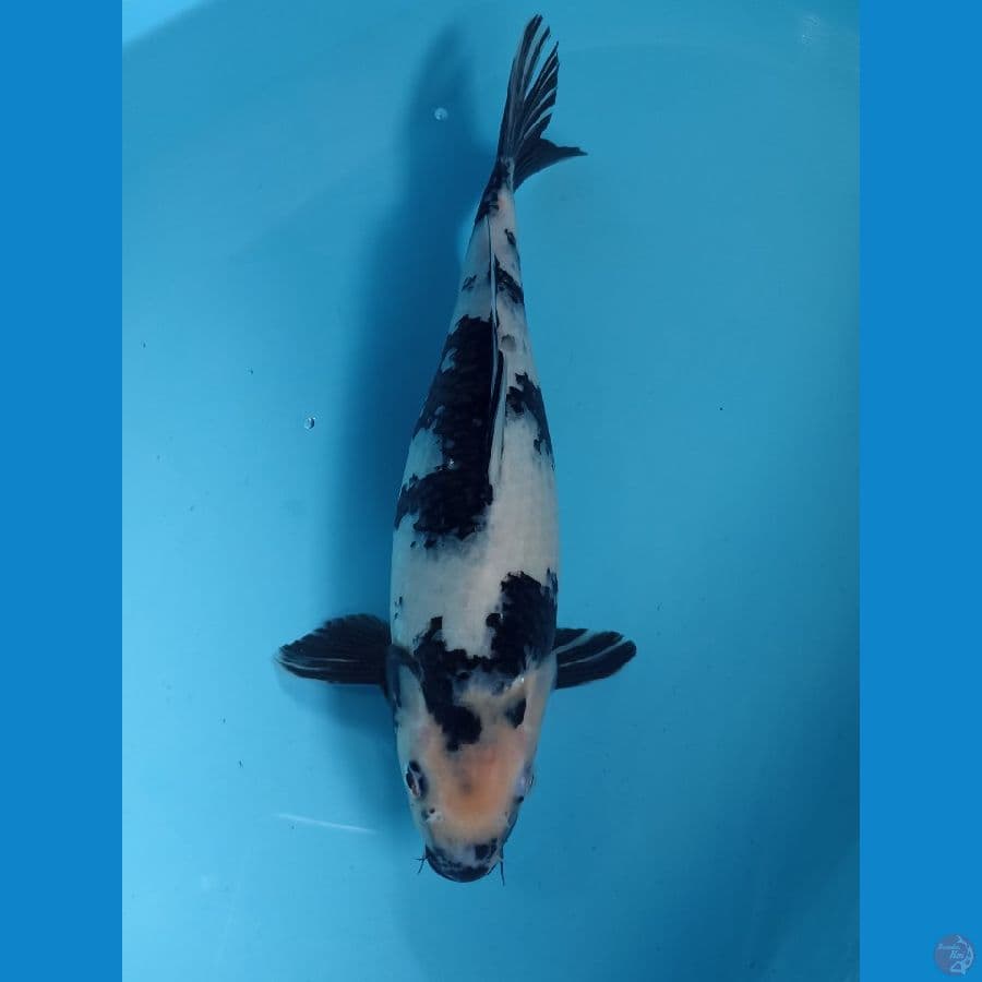shiro 33cm