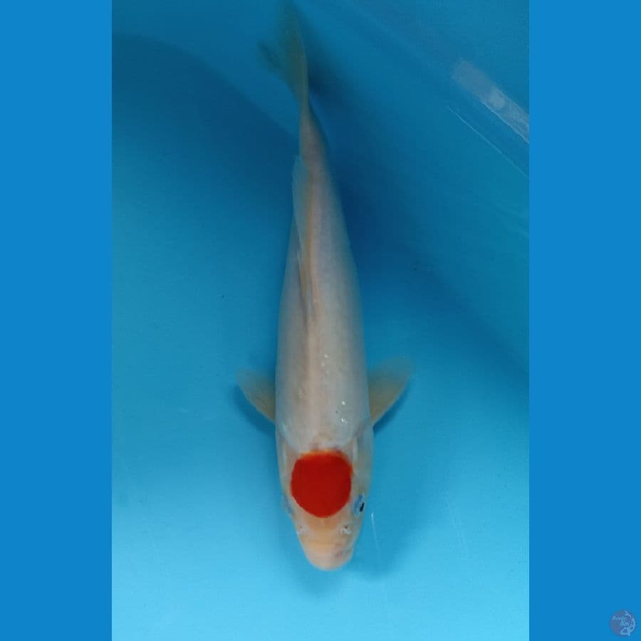 tancho kohaku 34cm
