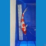 kohaku doitsu ...male 40 cm