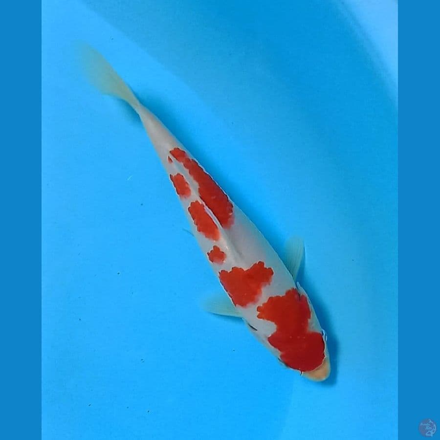KOHAKU