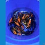 mix koi 