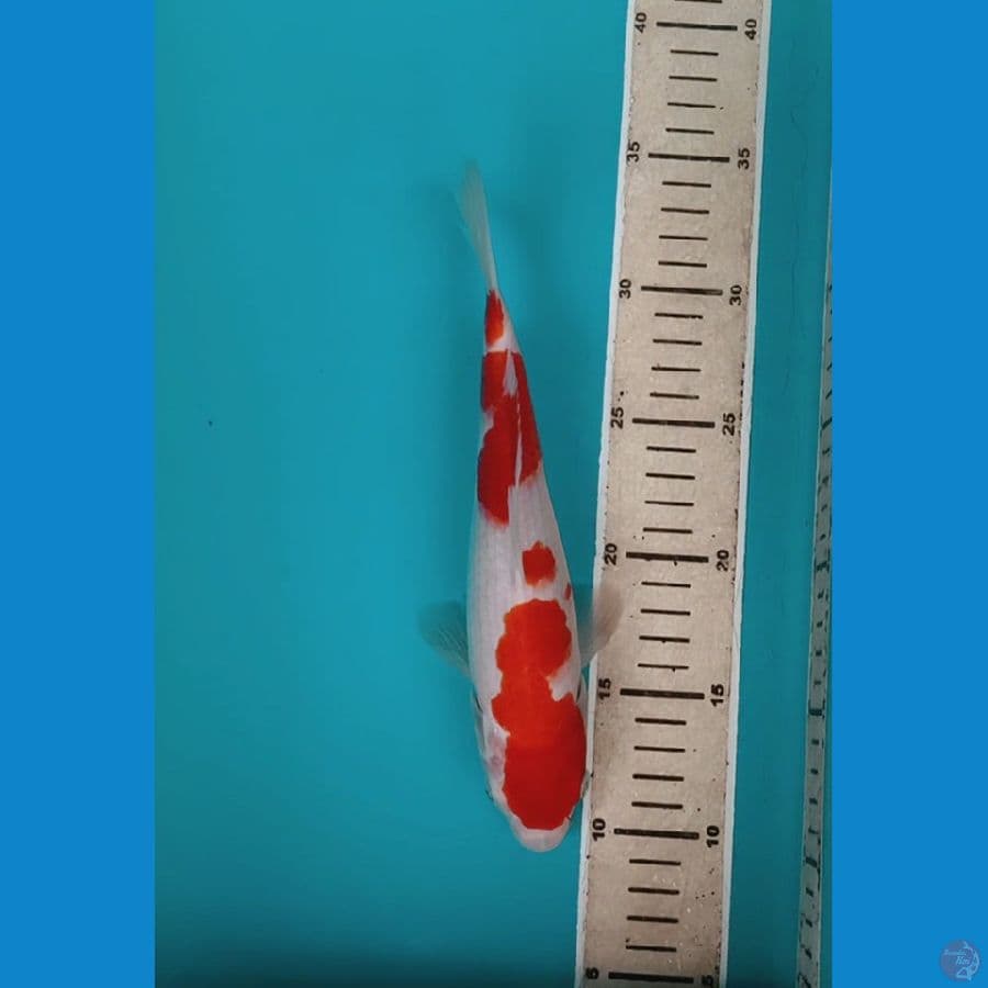 kohaku