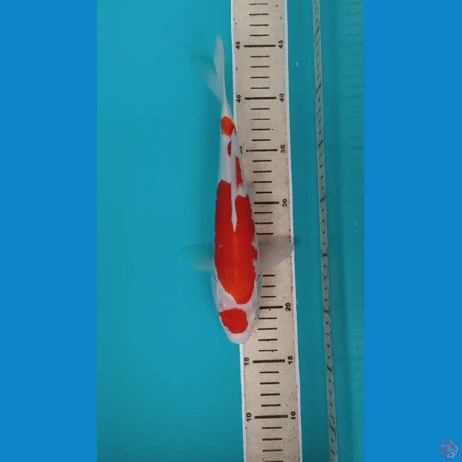 Maruten kohaku