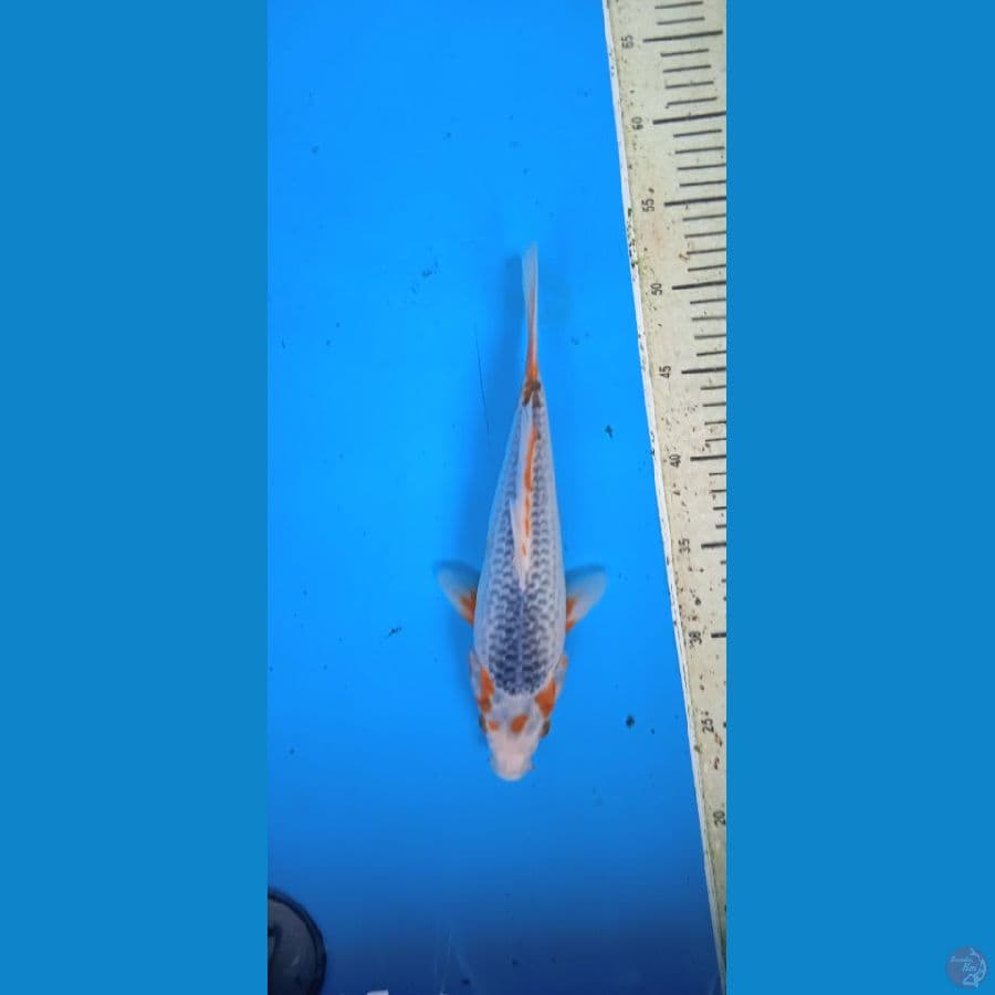 asagi 28 cm