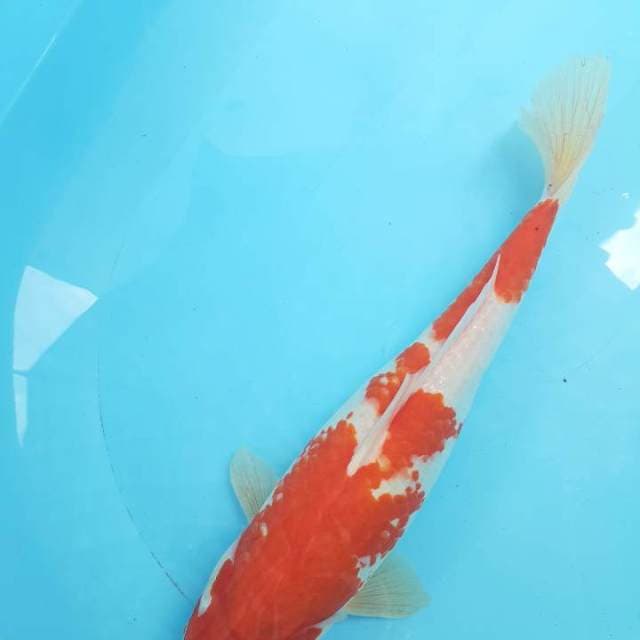 Kohaku 36 cm