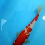 Kohaku 36 cm