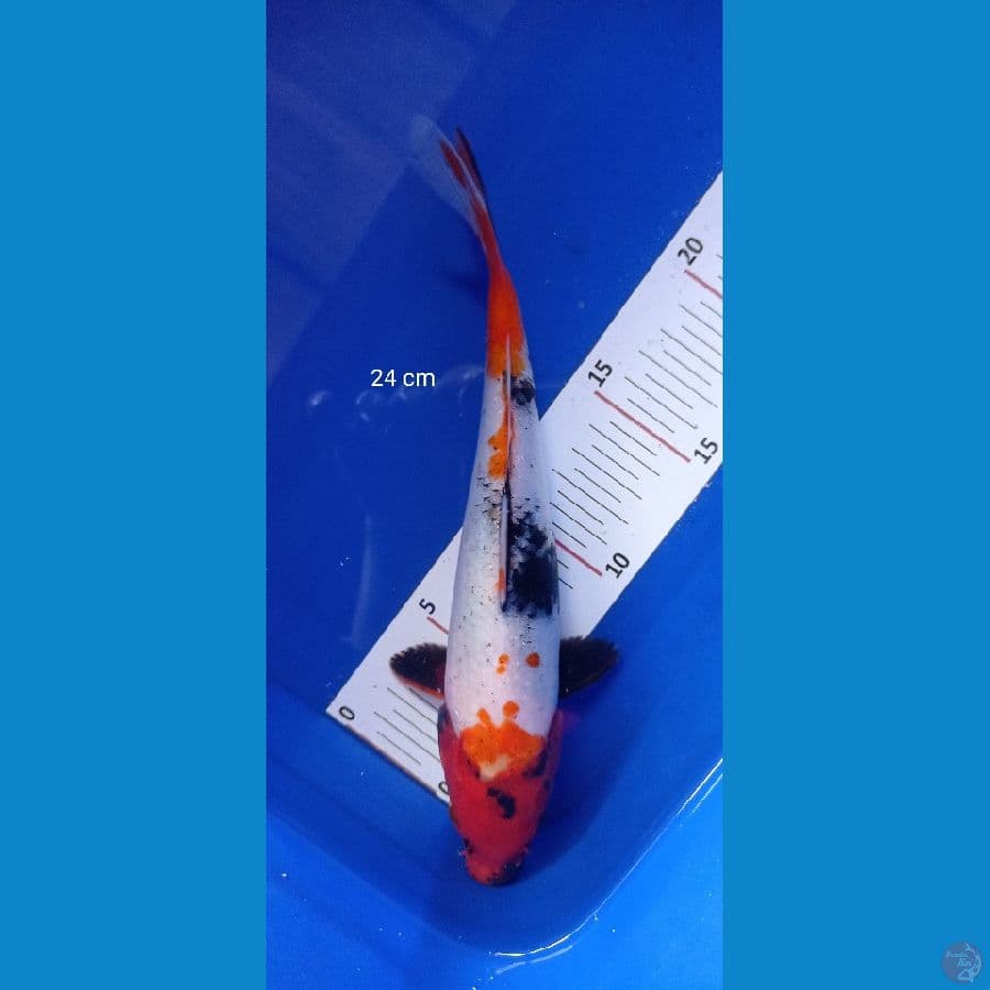 showa 24cm