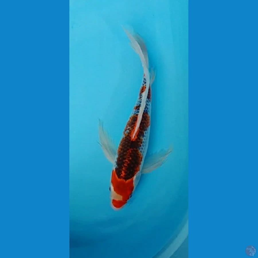 Kumpay Gosiki.. 34cm//female