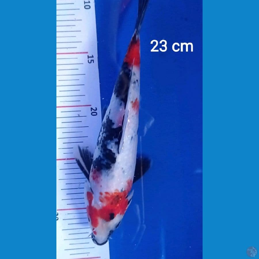 Showa 23cm
