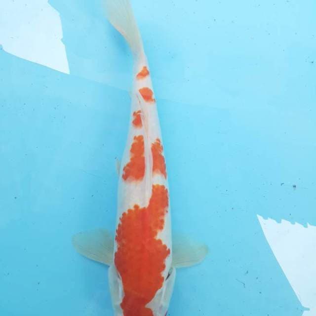 Kahaku 34 cm