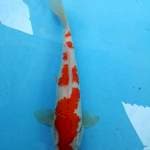 Kahaku 34 cm