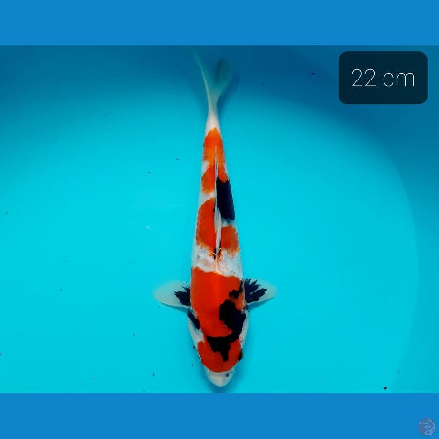 maruten showa 22 cm