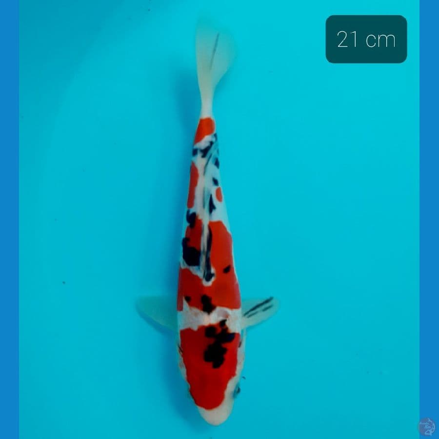 sanke doit 21 cm