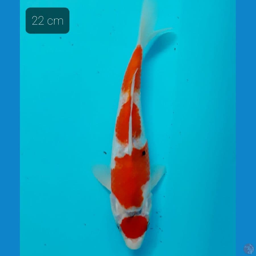 maruten sanke 22 cm