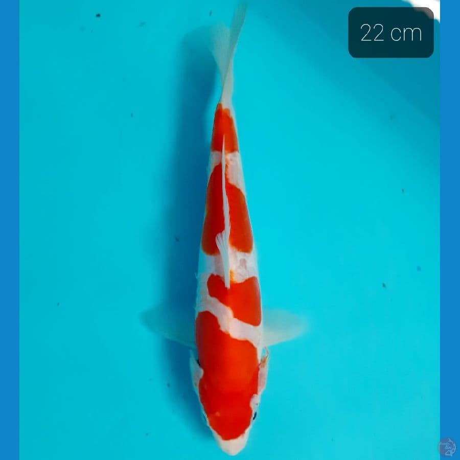 kohaku doit 22 cm