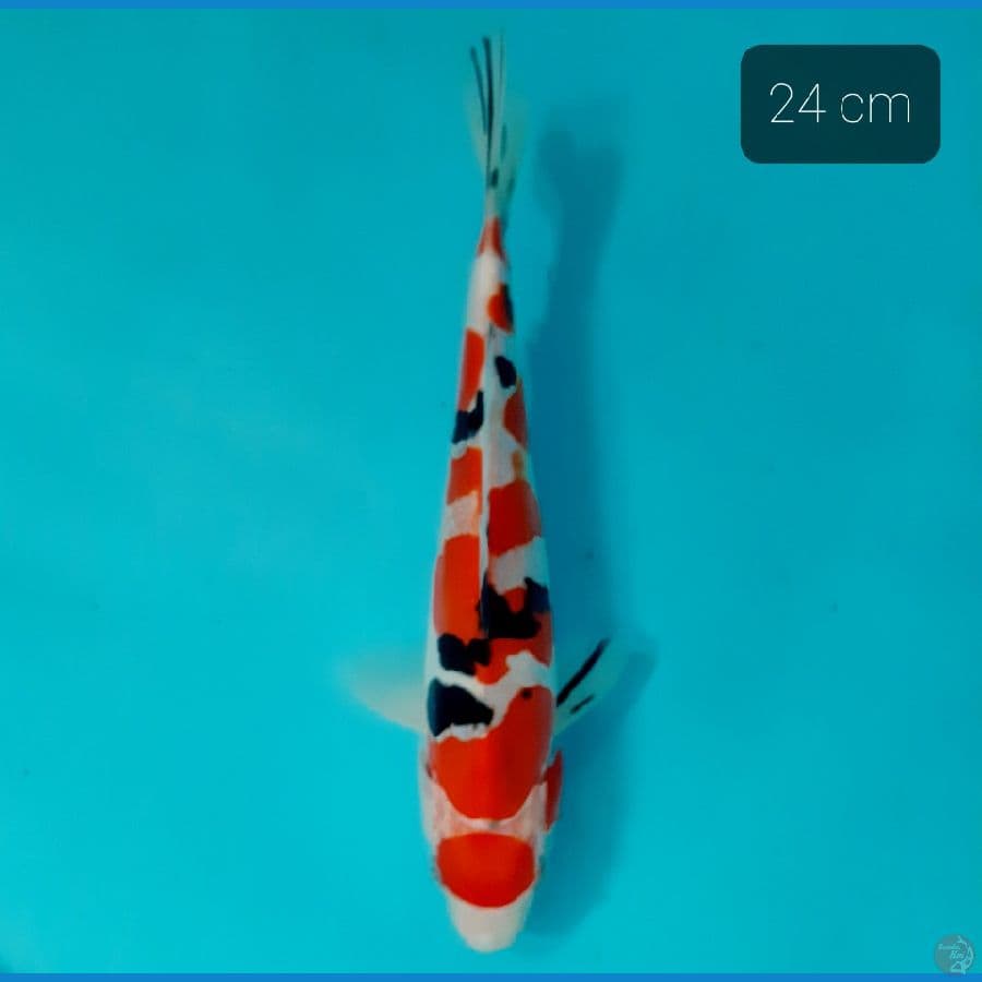 maruten sanke doit 24 cm