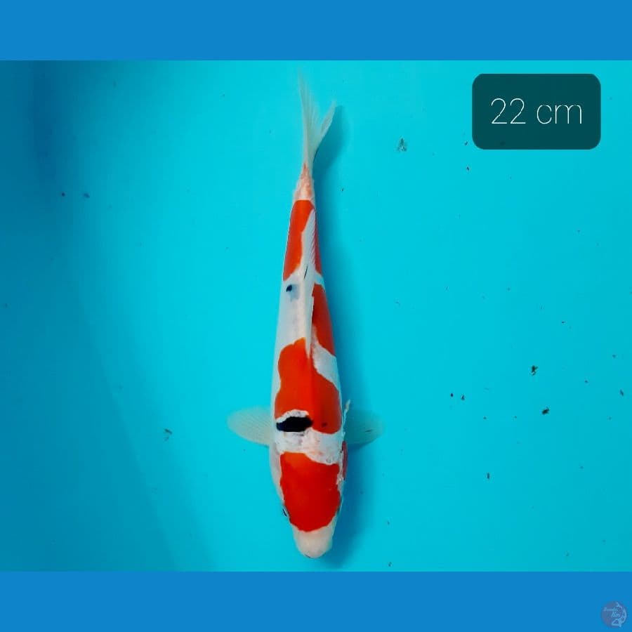 yondan sanke doit 22 cm