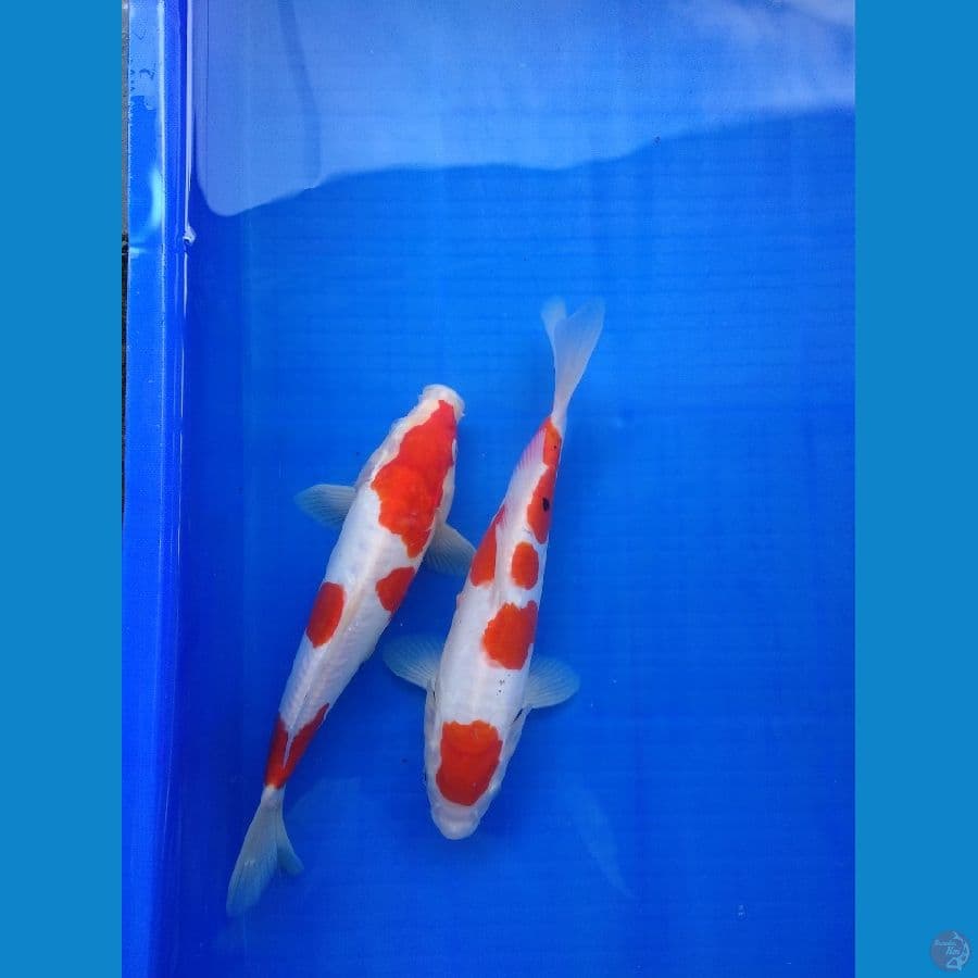 2 ekor Doitsu 25 M,F