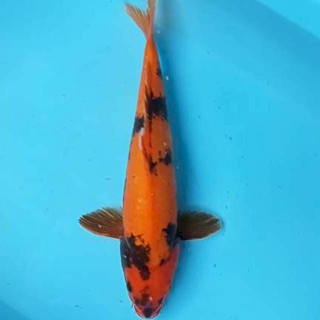 Hi utsuri 36cm