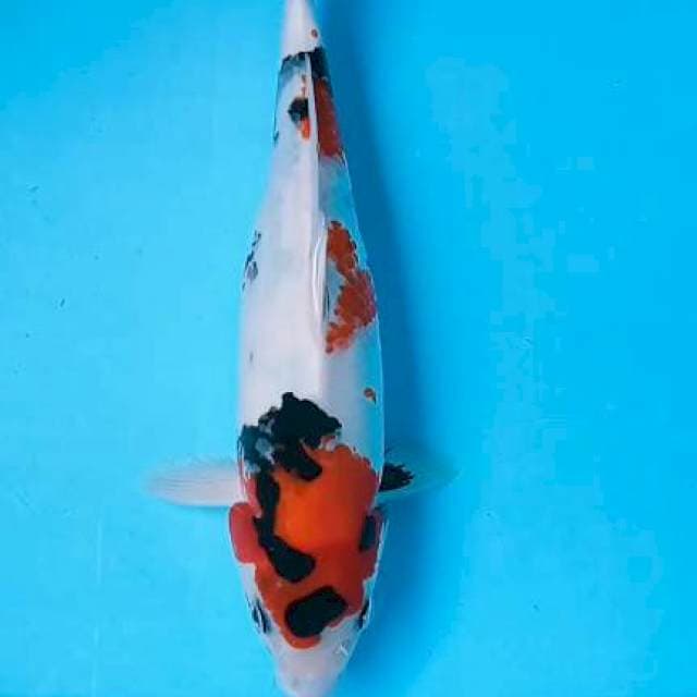Showa 36cm