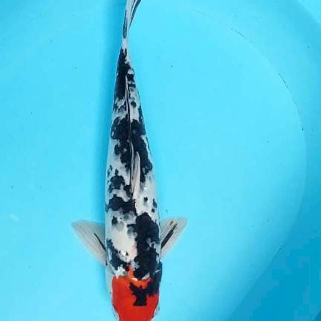 Tancho Showa 36cm