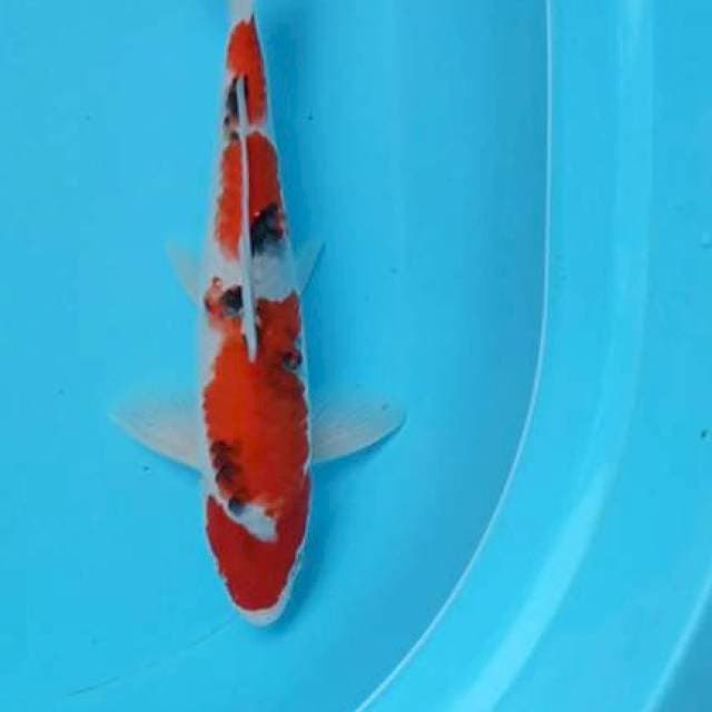 Showa 29cm