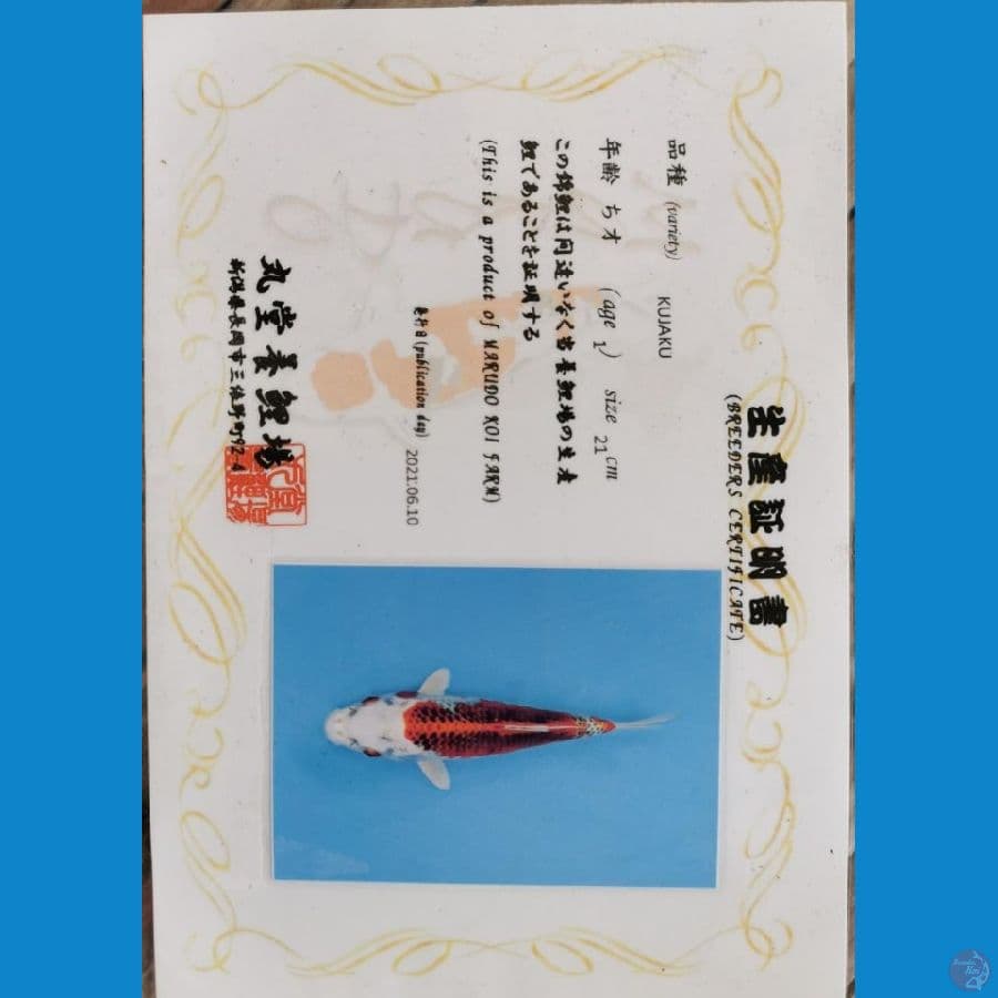 Kujaku 44 cm Marudo koi farm