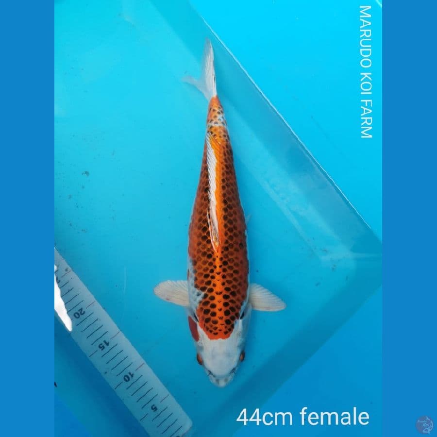 Kujaku 44 cm Marudo koi farm