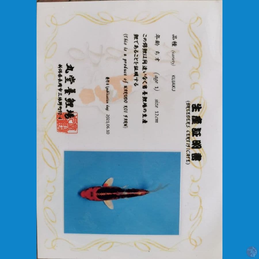 Kujaku 37 cm marudo koi farm
