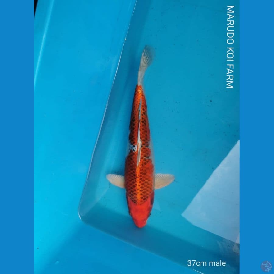 Kujaku 37 cm marudo koi farm