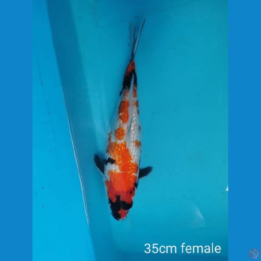 Showa Ginrin 35 cm