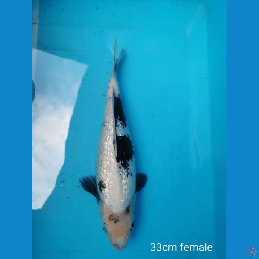 Shiro ginrin 33 cm