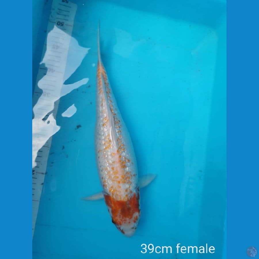 Golden corn lokal 39 cm