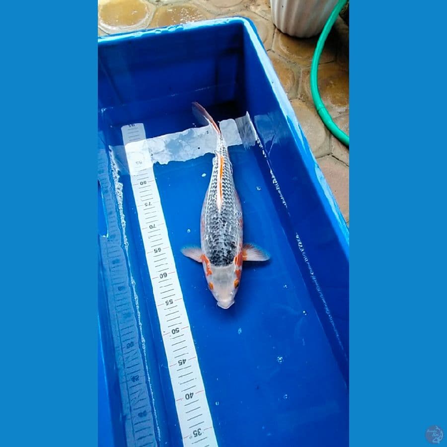 Asagi 41 cm 