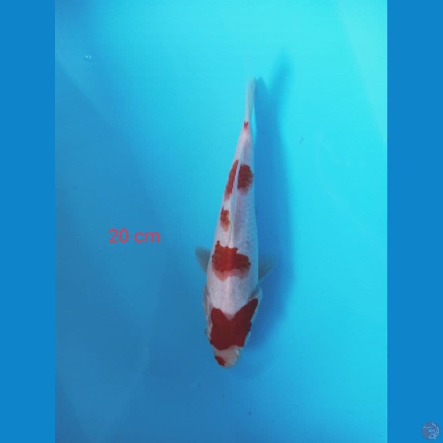 kohaku
