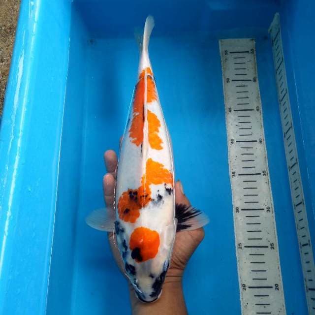 Maruten showa 35cm 