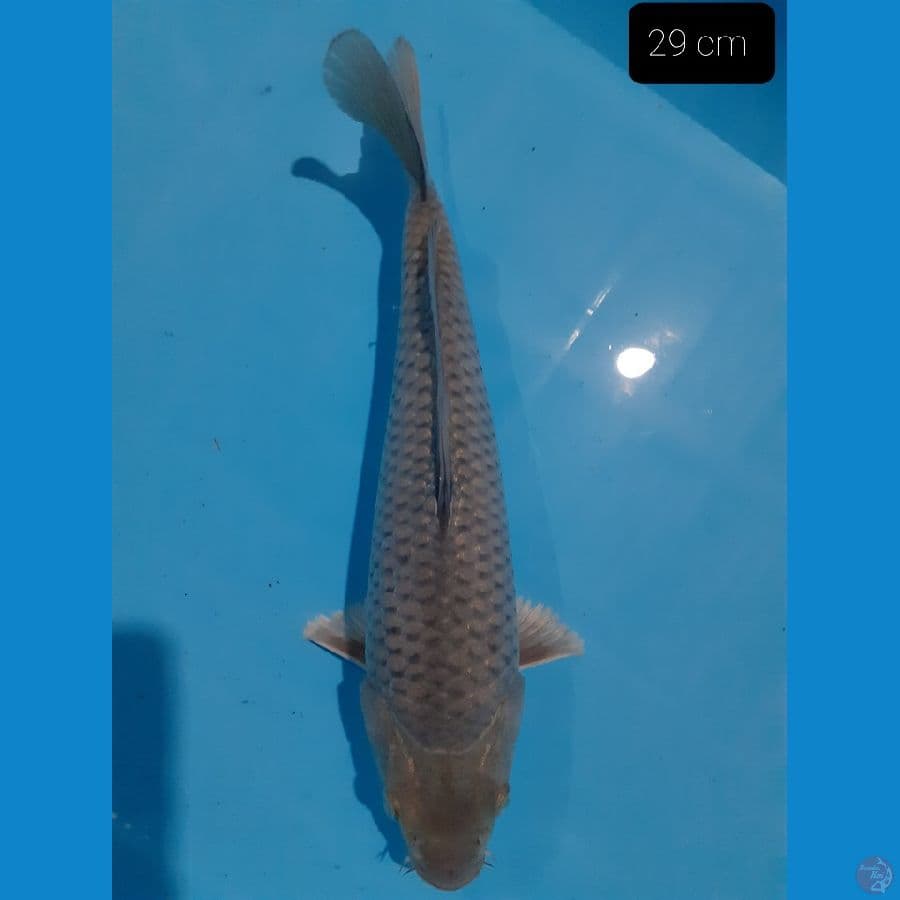 *SORAGOI PUNUK 29 CM*