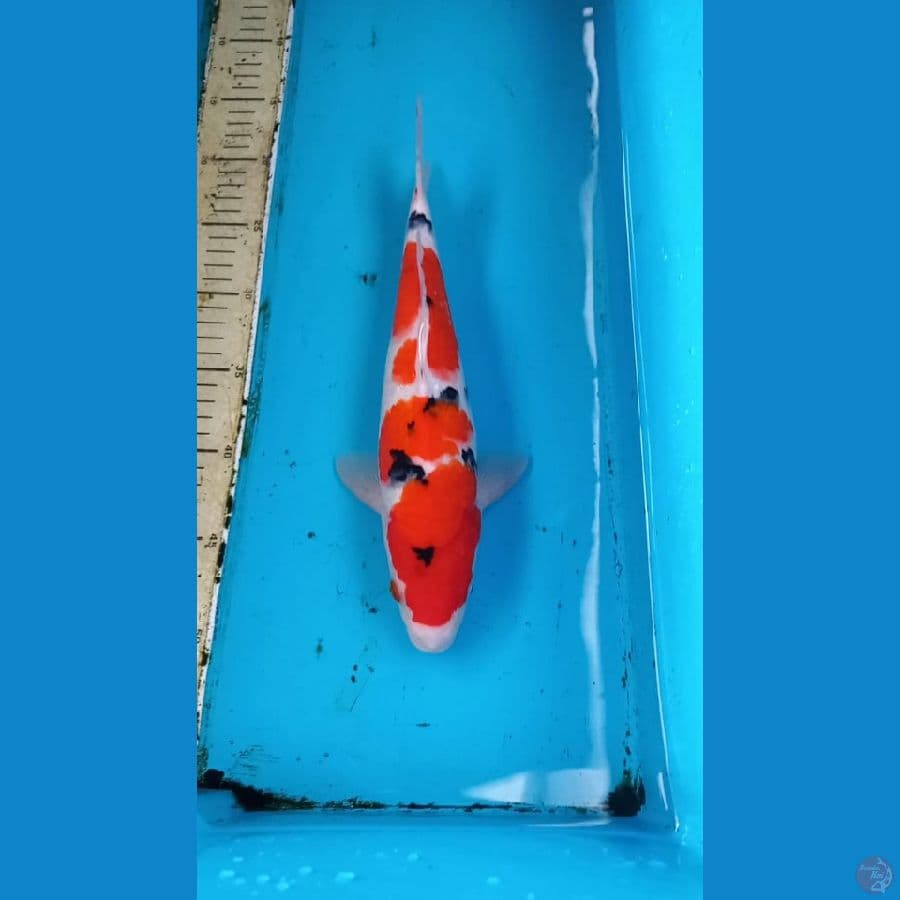 Sanke 32cm male